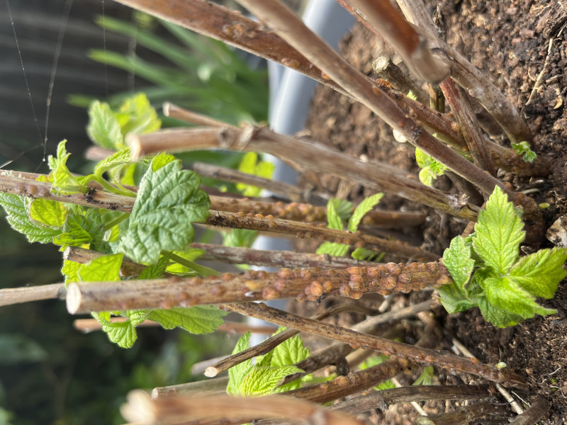 What are these bugs on my raspberry plant? (Pics)