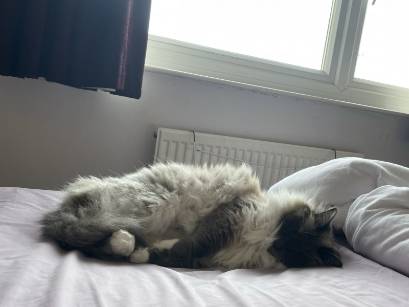 Cat photo thread