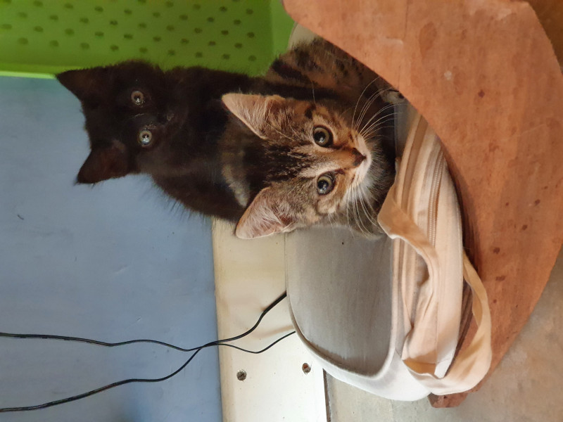 Pictures to cheer people up 😃