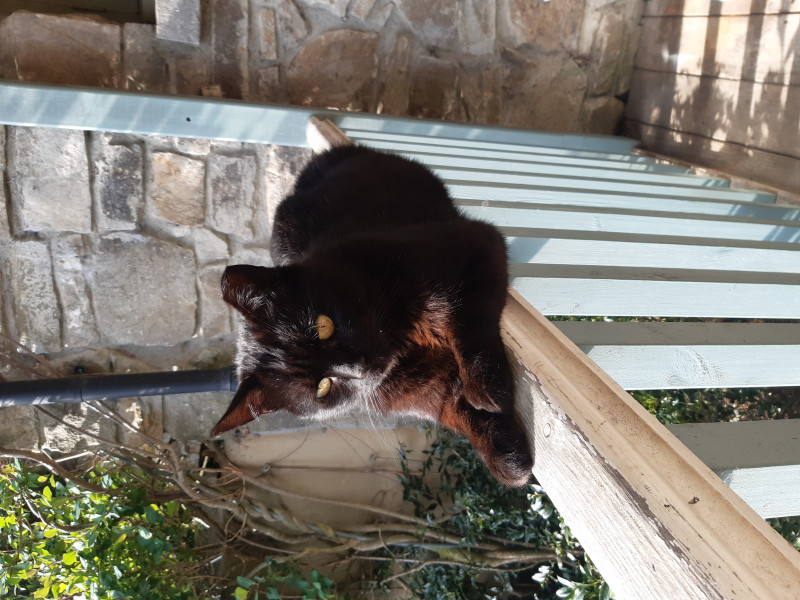 Cat photo thread