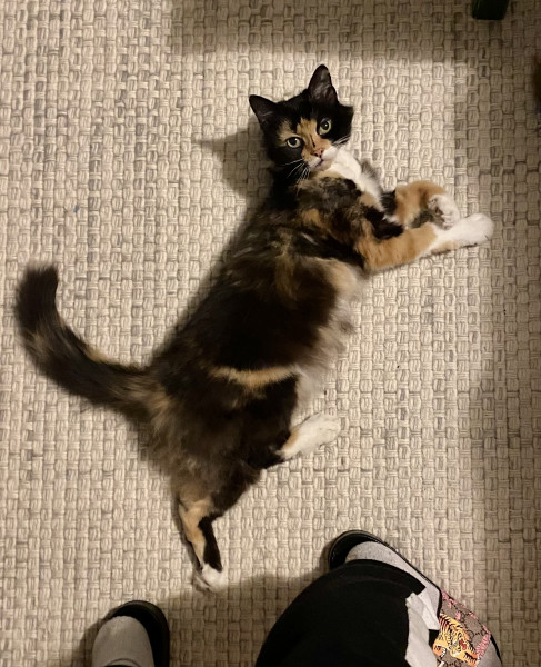 My new baby - 11 yr old calico girl 💕