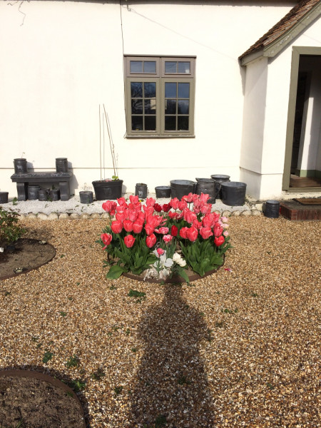 What should you do with tulips after they’ve bloomed?