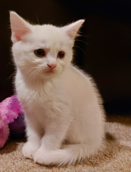 Kitten name help