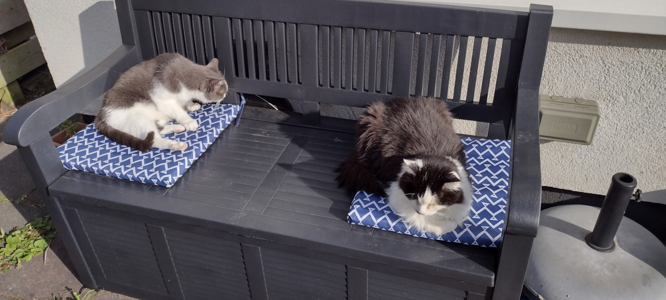 Not my cats and friends