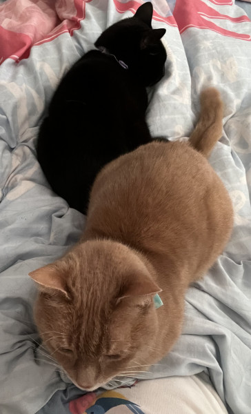 Cat photo thread
