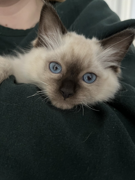 Just wanted to share a photo of my daughter's new kitten!