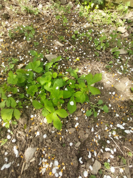 New unruly garden