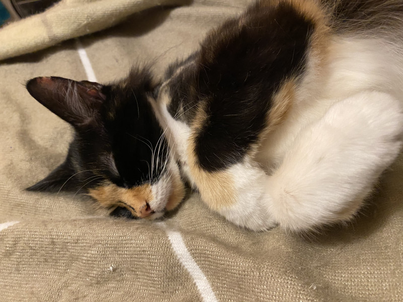 My new baby - 11 yr old calico girl 💕
