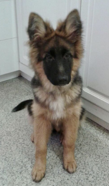 What's the naughtiest thing your puppy has done?