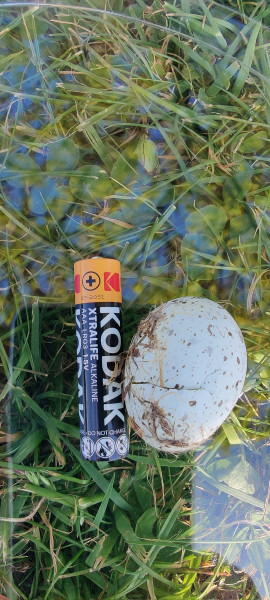 Anyone good at bird egg ID?