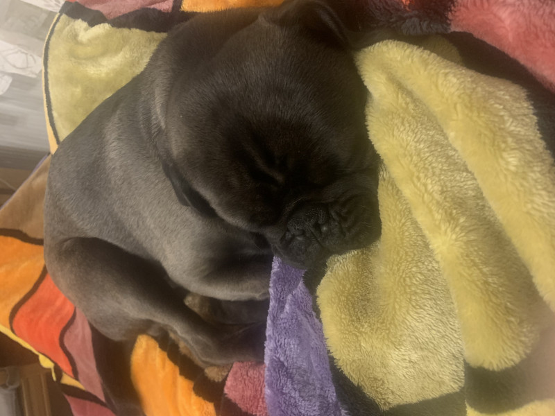 Dog breed help