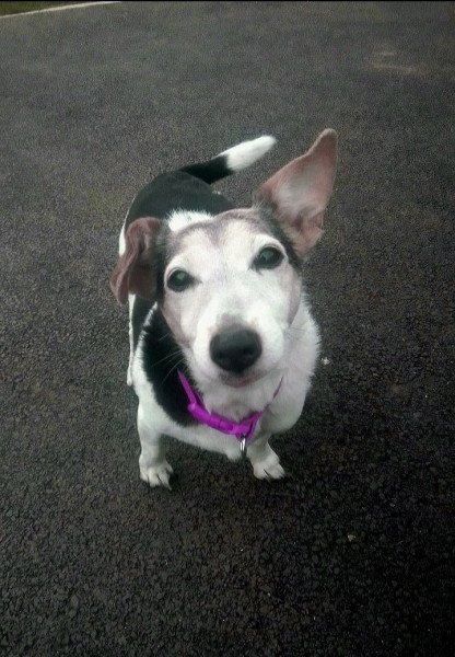Jack Russell. Longest living breed 🙂