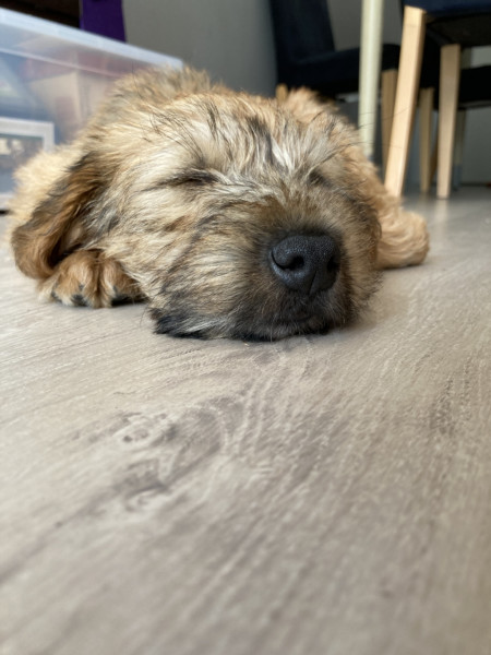 Puppy Survival Thread: muddy footprints into Spring 2022