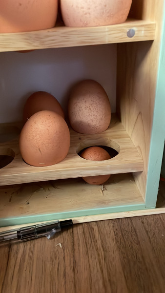 Who wants to see a giant egg