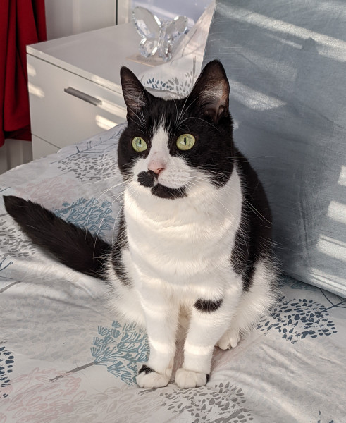 Cat photo thread