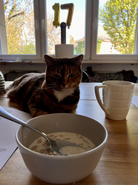 Cat photo thread