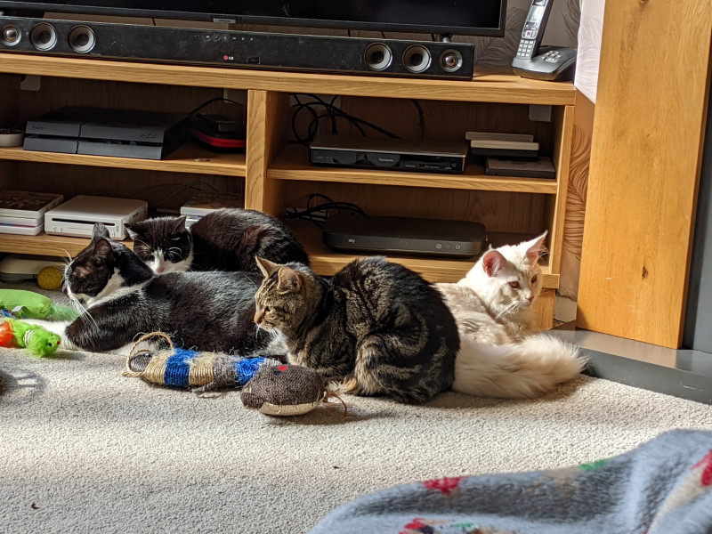 Cat photo thread