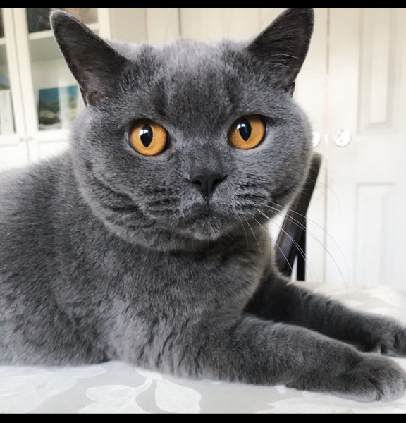 Is this sweet boy a British Shorthair cross? Or just a moggie? 