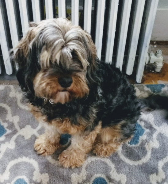 What dog would you recommend for us?