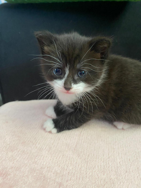 Cat photo thread