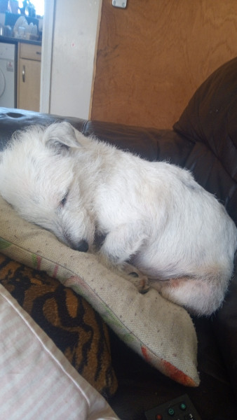 Jack Russell. Longest living breed 🙂