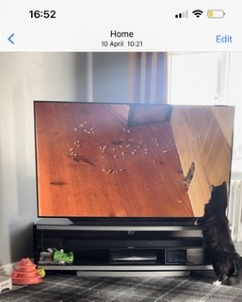 TV on the wall