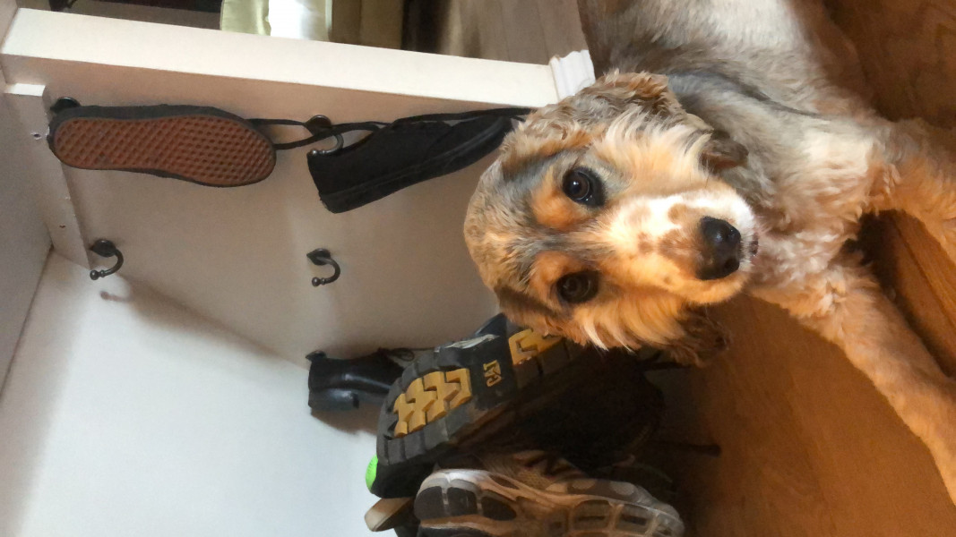 Please welcome our new dog!