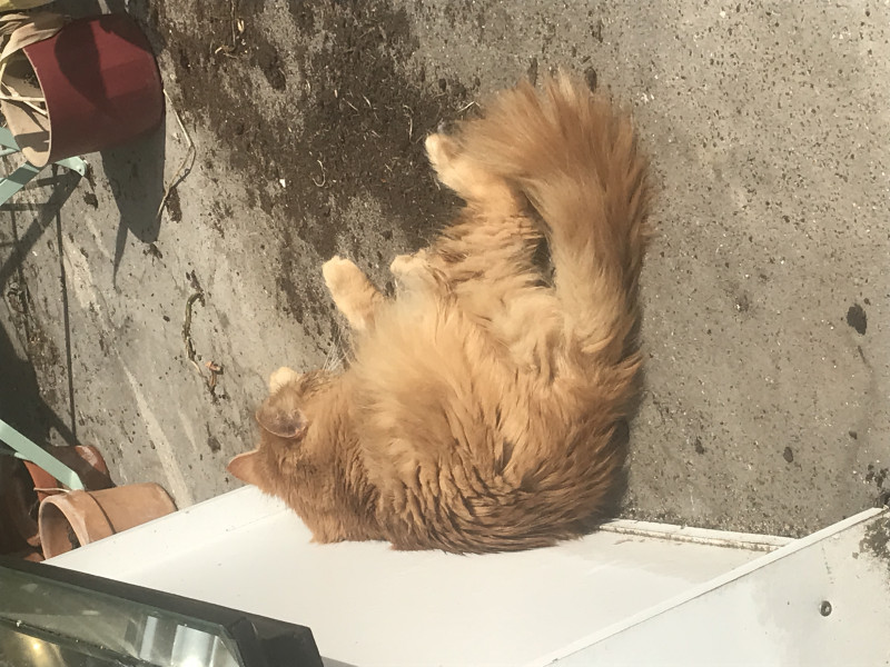 Not my cats and friends