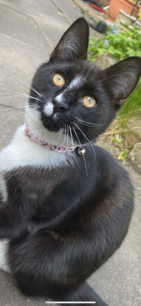 Cat photo thread