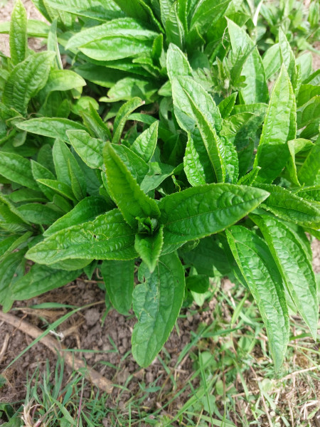 New unruly garden