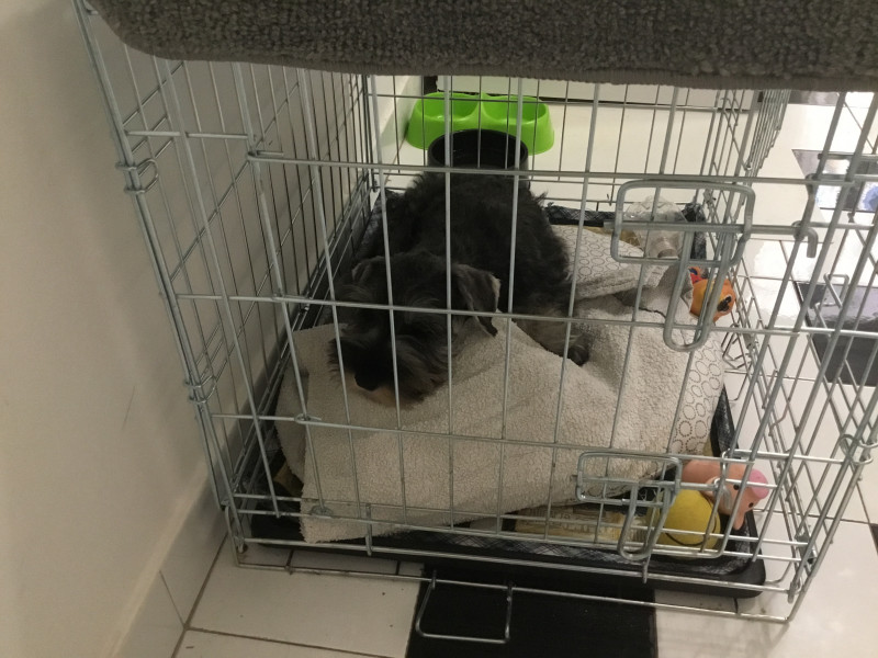 Is a crate a must?