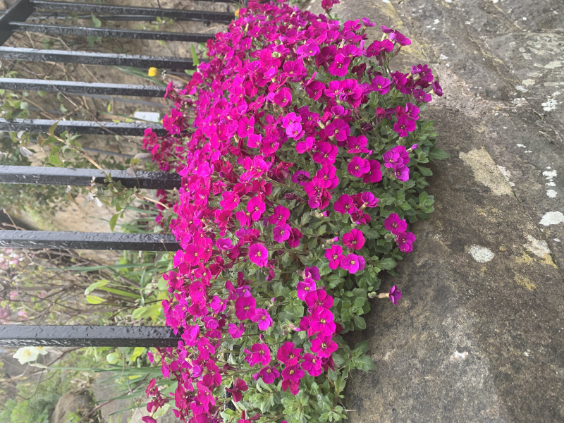 What is this plant, please?