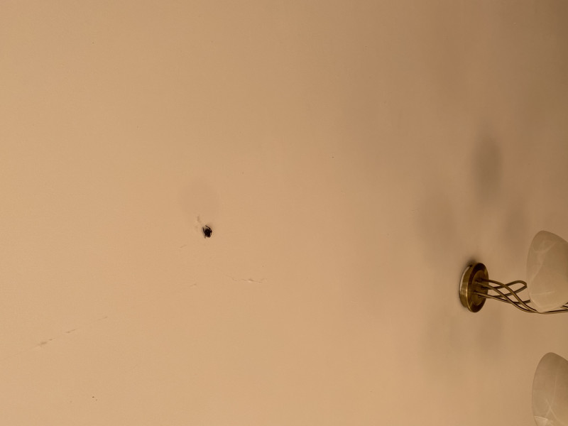 WTF spider - is it dead or “resting”