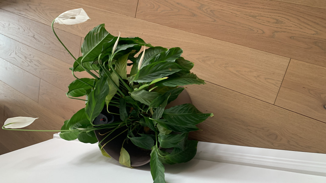 Cat sitter and plant