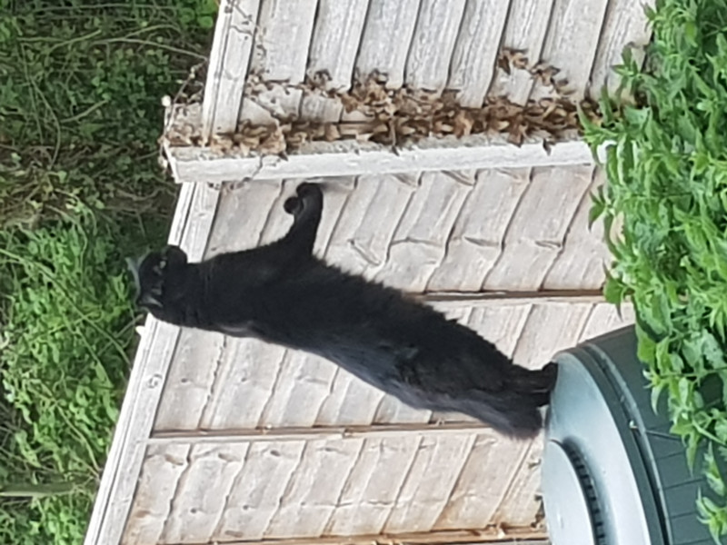 Not my cats and friends
