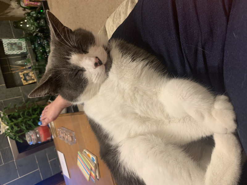 Not my cats and friends