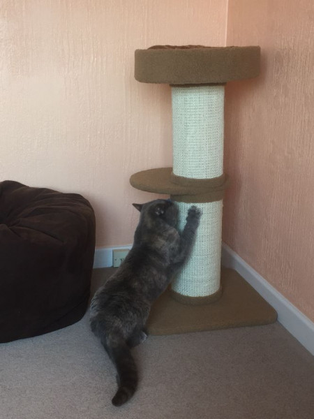 Swagger Inn 171.  Spring is just around the corner, but the HBFs still need their overcoats to keep us warm.