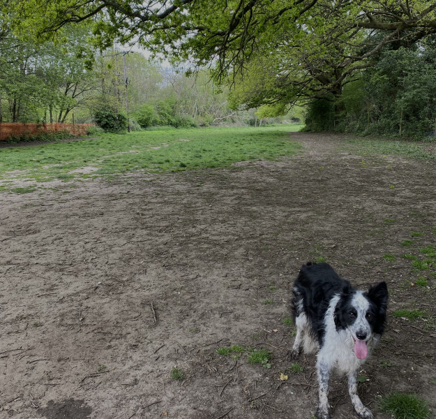 Dog park