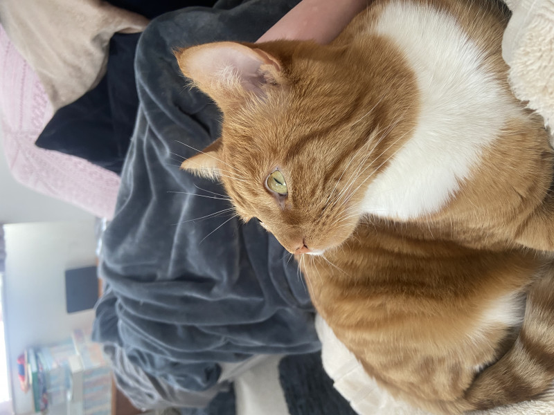 If you had a ginger cat what would you call it ?