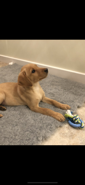 Bitey puppy