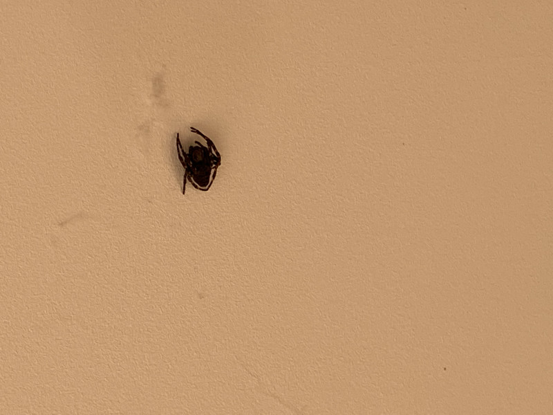 WTF spider - is it dead or “resting”