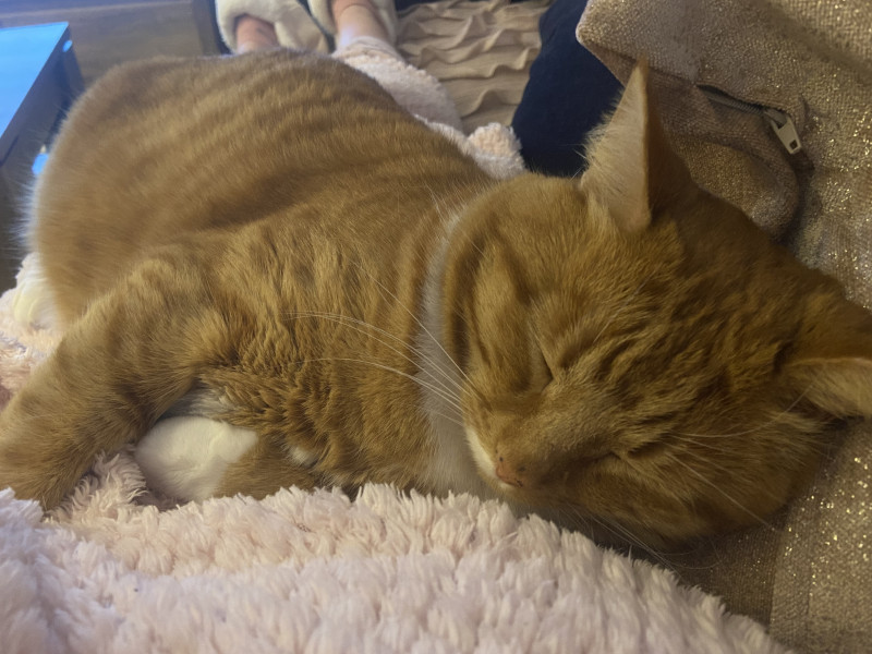 11 year old rescue