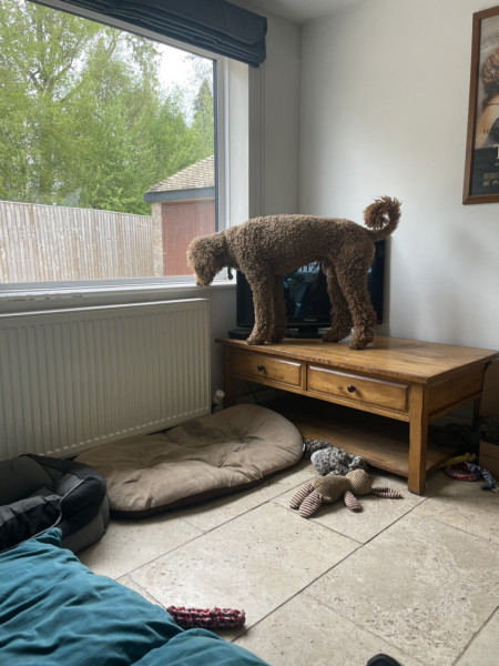 Life with the teenage twat dog