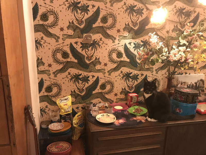 This amount of cat slavery is normal in our house. Normal people must think we are bonkers.