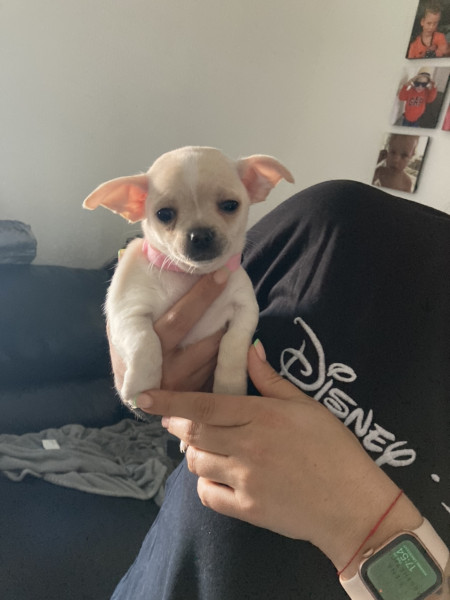 Chihuahua pup coming home on Monday!