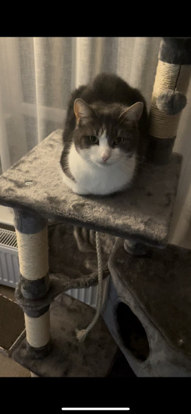 Recommend an inexpensive good cat tower