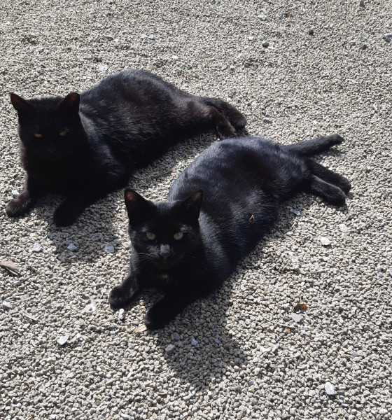 Cat photo thread