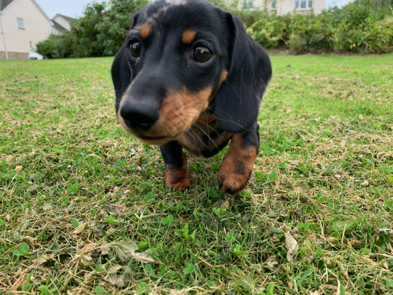 Please put me off buying a dachshund puppy