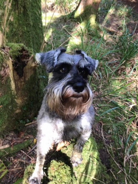 What dog would you recommend for us?