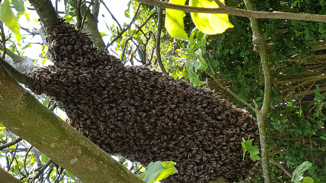 to give you the heeby jeebies wasps/bees